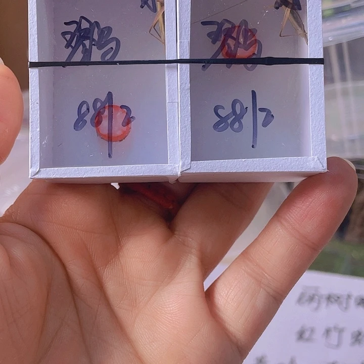 鹨***红竹2啊啊啊啊啊啊啊