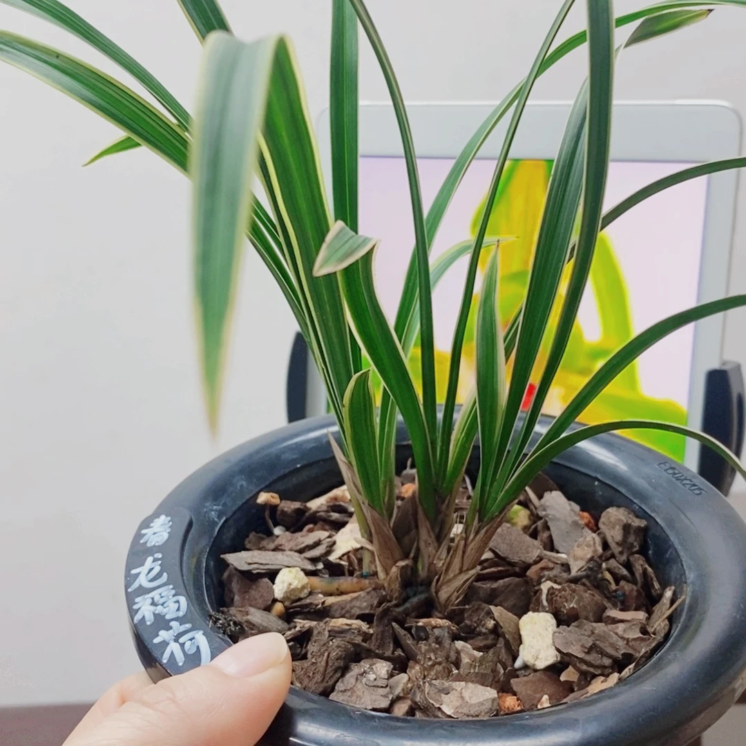大***魏当前无花栽培后可以开花