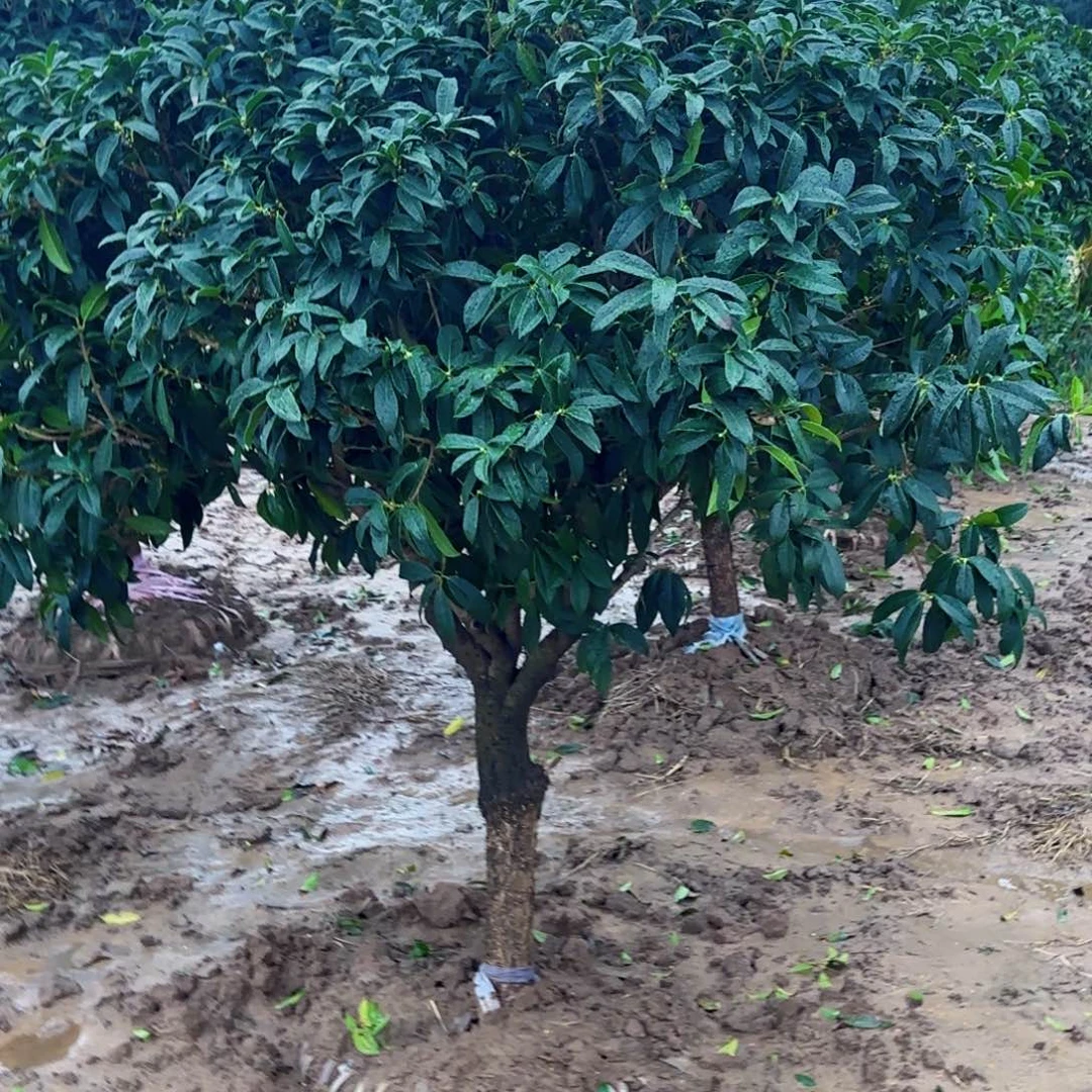 用***8无花朵桂花。八月桂系列