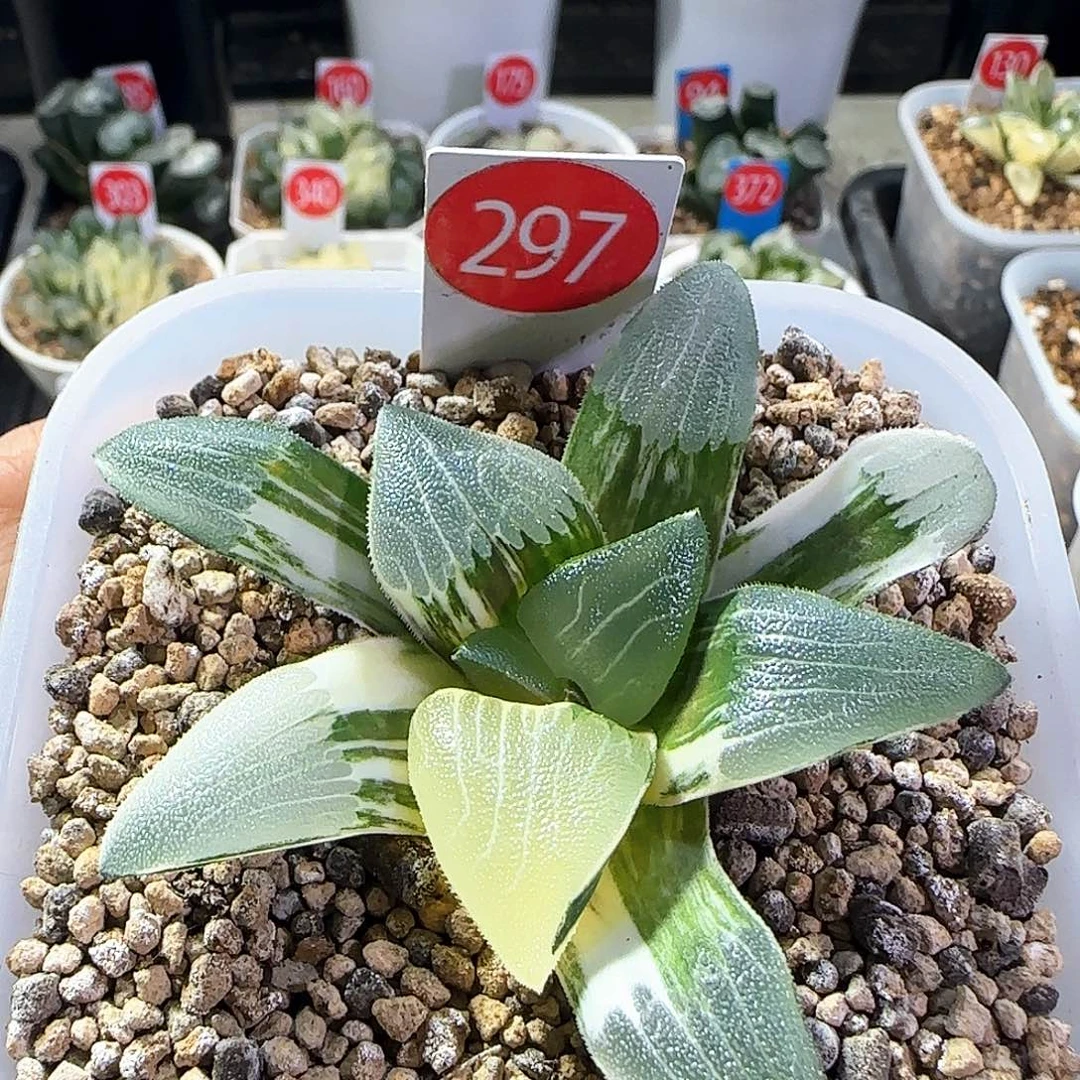 297号大型糯窗朱庇特克锦一物一拍带盆