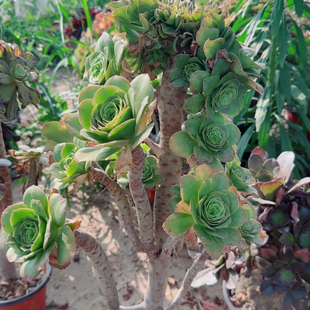 绿玫瑰主头已缀367满20包邮断枝不包