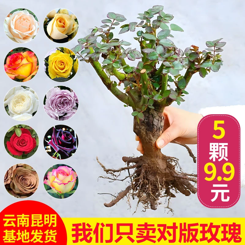 云南昆明玫瑰花树苗老桩盆栽红玫瑰老根月季花苗四季开花浓香花卉