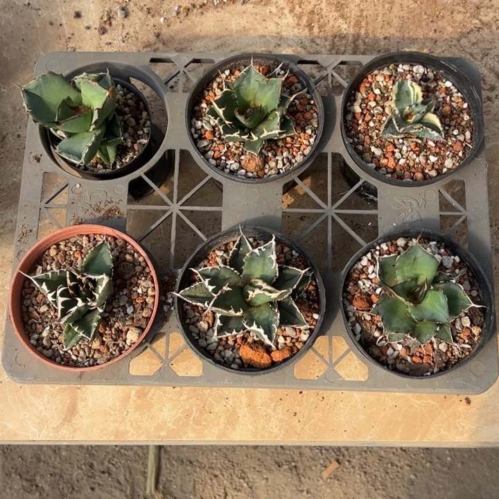 新手福利套餐仁王冠6个一组