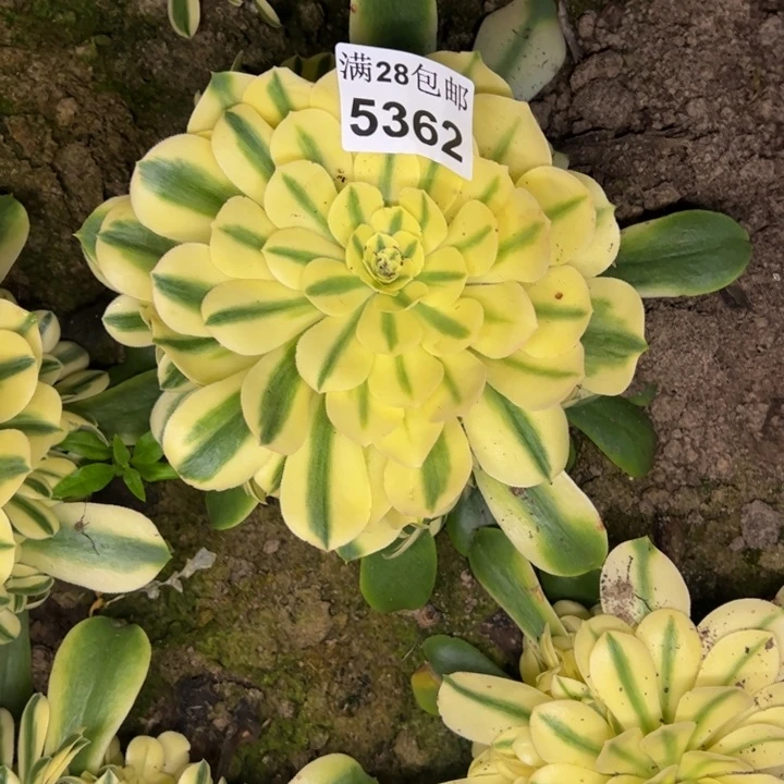 5362南雪莲多肉植物