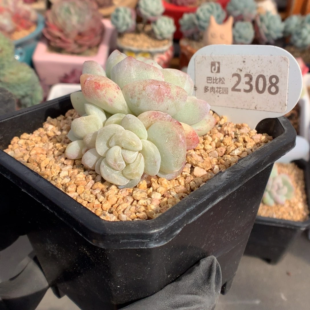 奶****⁸2308 特冰玉石化多肉