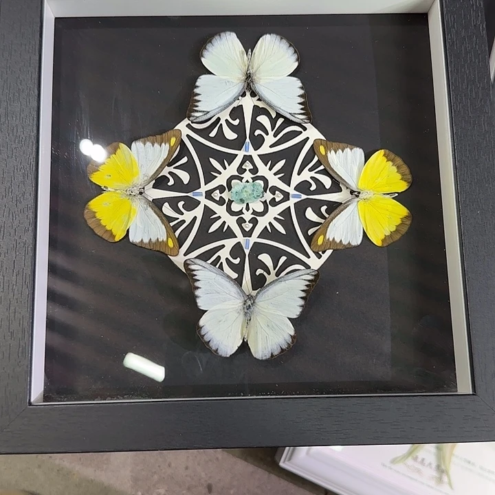 *****雕花组合蝴蝶标本专拍