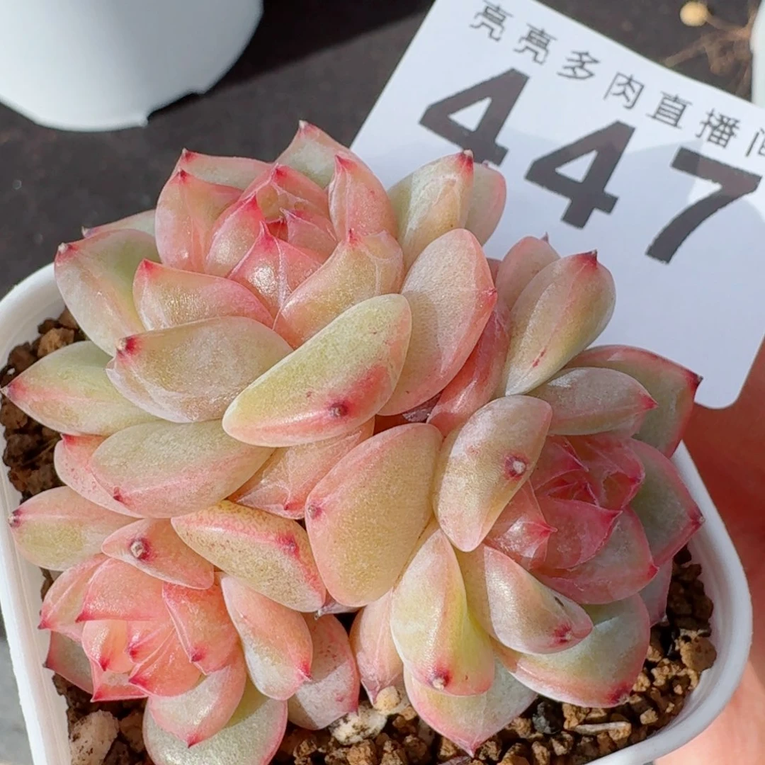 海洋之心珍      愿你一路坦途，乘风破浪展宏图