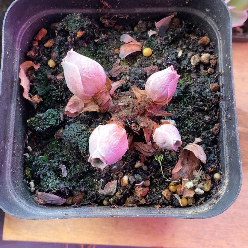 【闪购商品】?*拉樱桃738