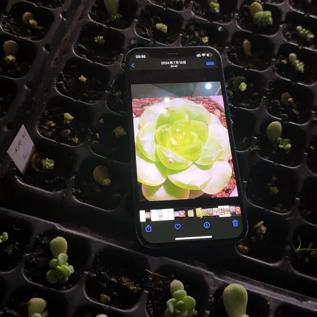 无尽灯芝麻一个满25包邮