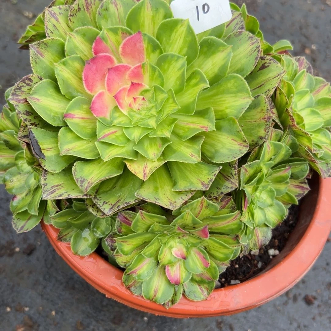 10知否多肉植物系