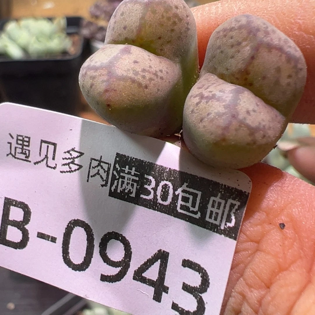 多肉植物1111111111111111111