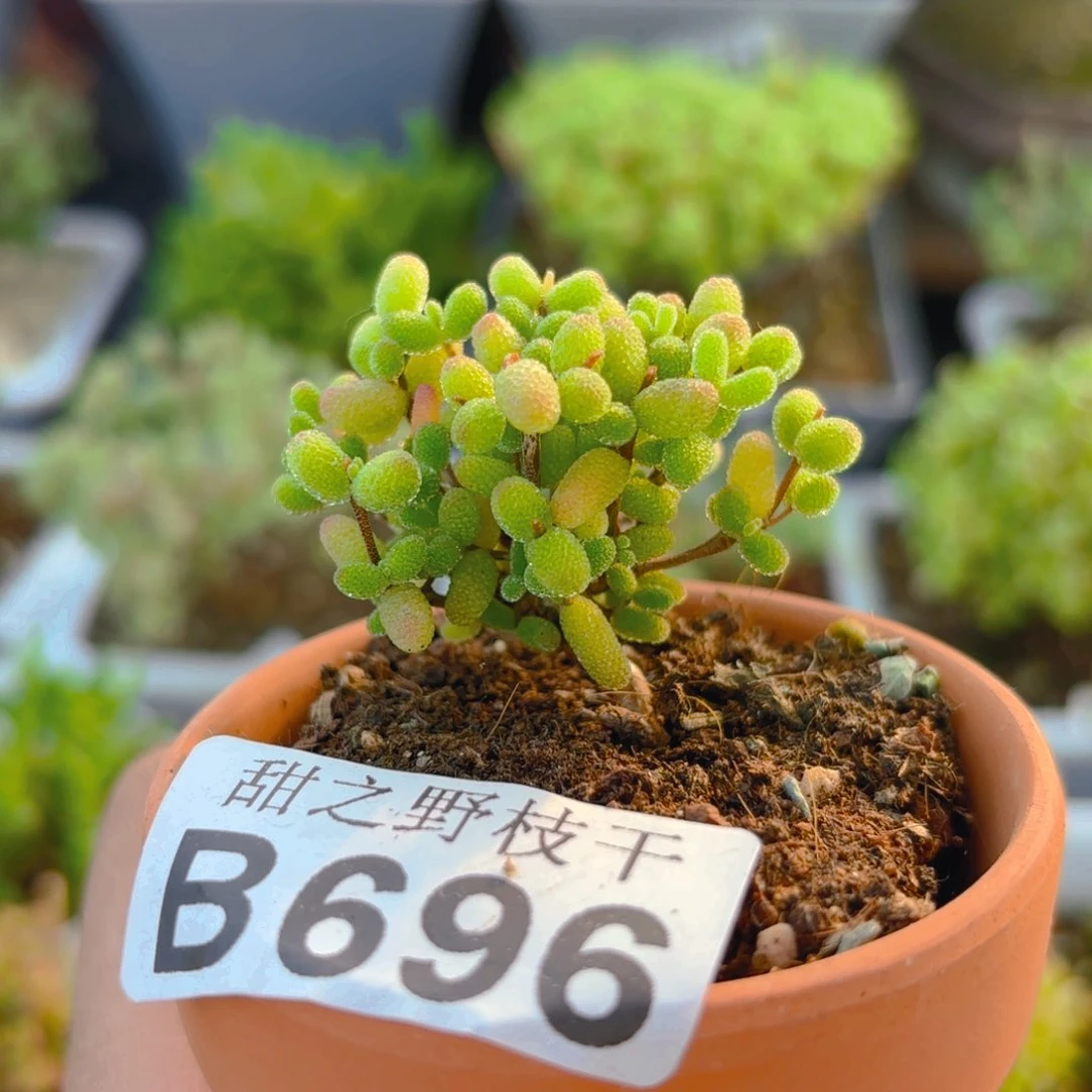 实生蜜叶糖球带盆696。