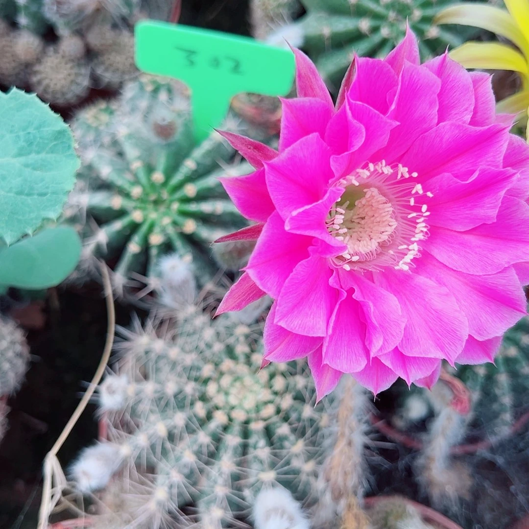 林彩草彩草0000 302