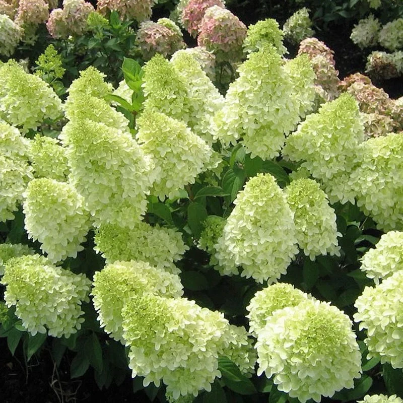 绿色圆锥绣球花拍一发二庭院绿植盆栽耐寒开花木本绣球苗