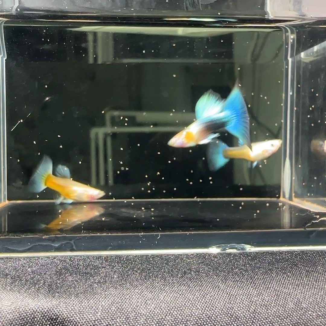 孔雀鱼关注主播可以竞拍