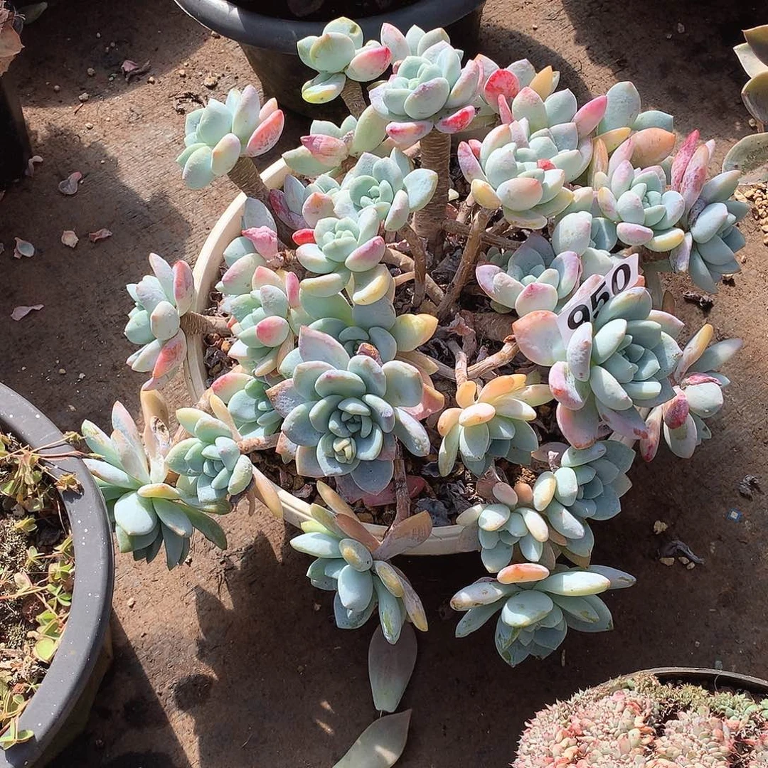 950冷香 一物一拍多肉