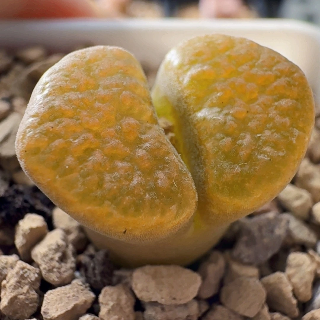 超级蛋糕风铃玉3344