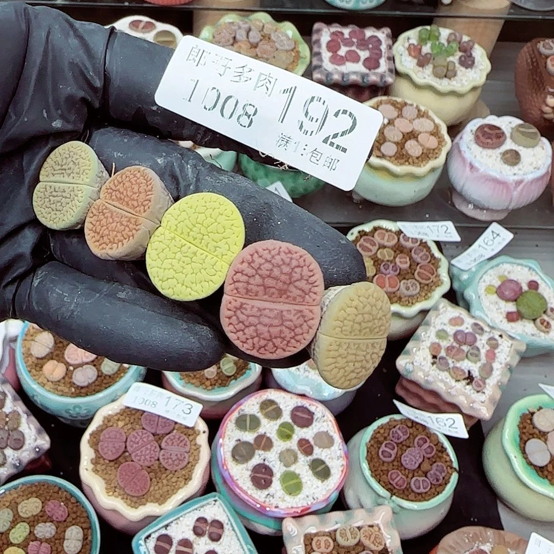 生石花满18包邮1008-192有干巴