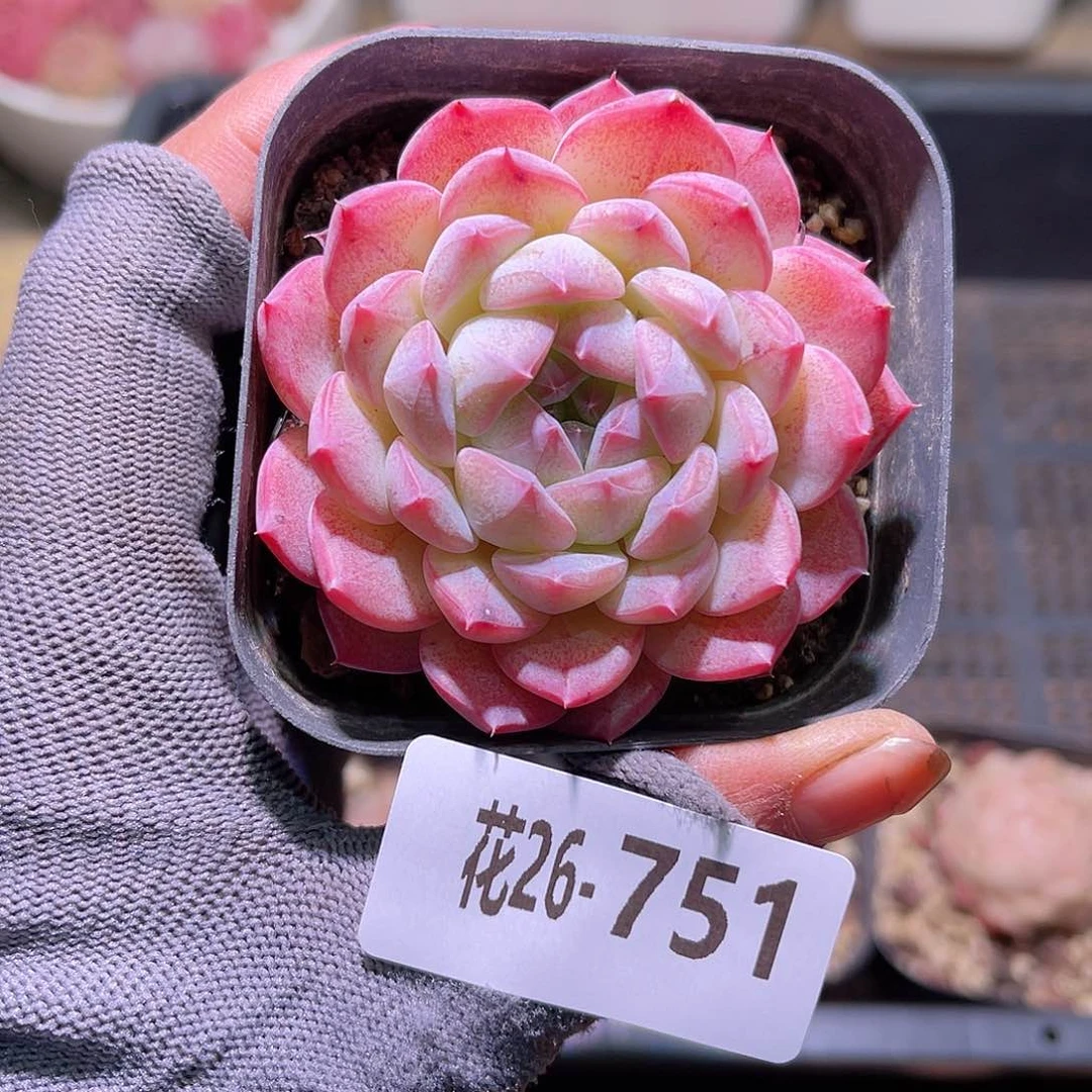 花26751白桃汽水