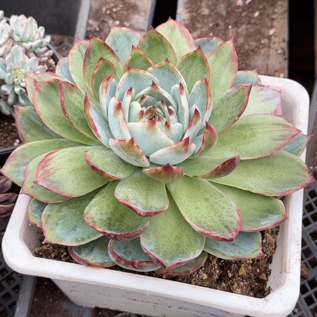 惊鸿一物一拍包装收缩花旱