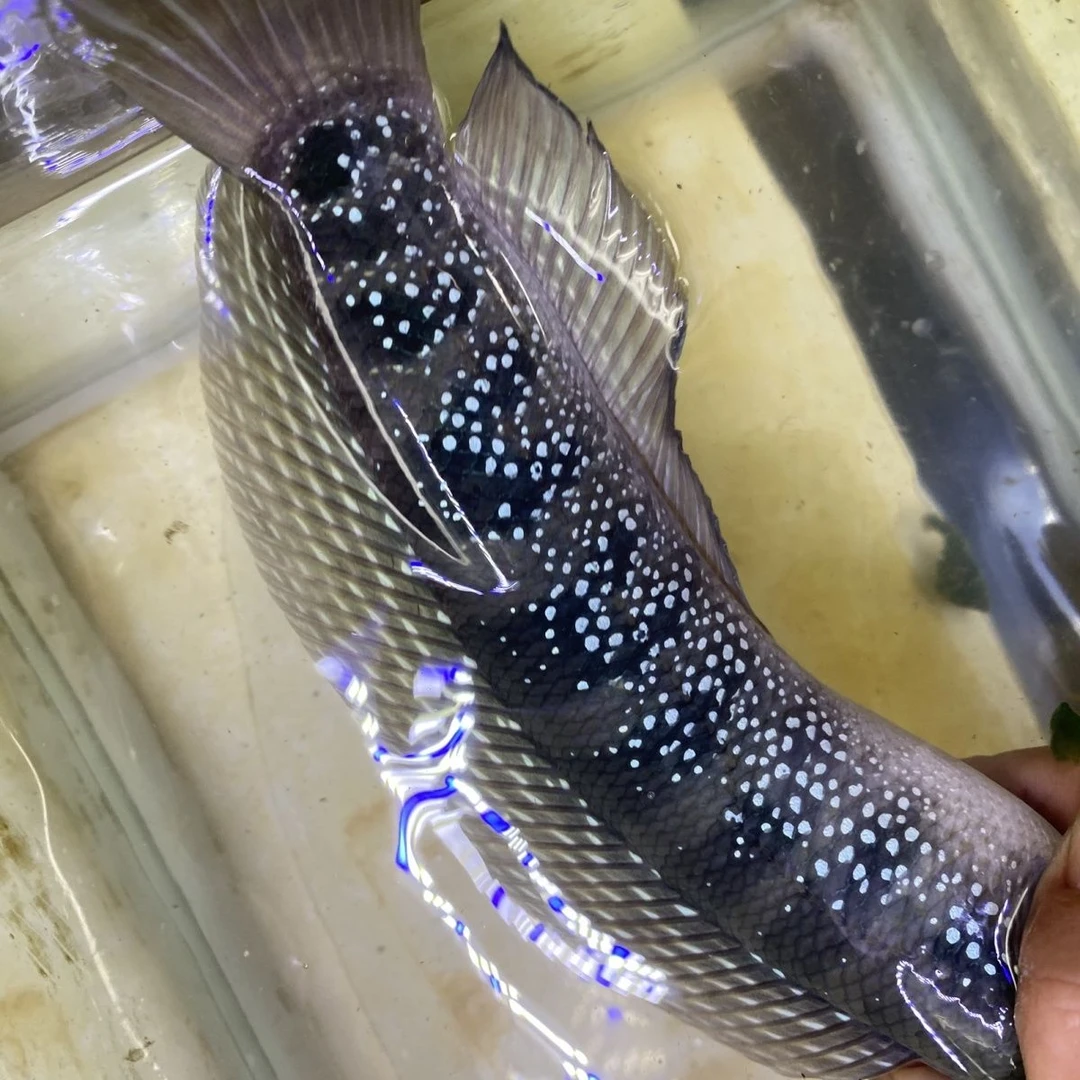 国产巴卡眼镜蛇雷龙七星月醴皮实鱼耐养凶猛雷龙