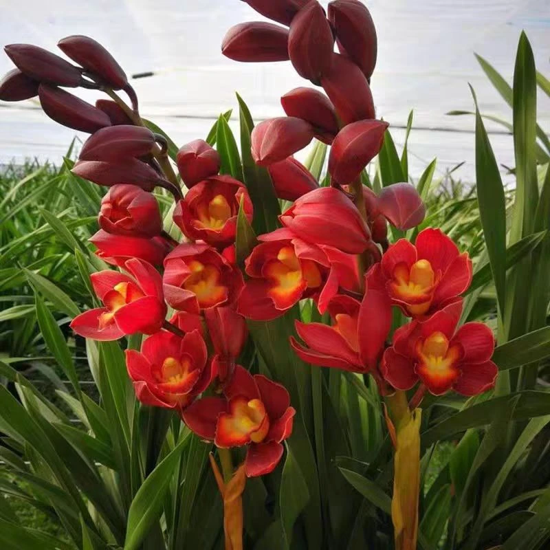 落地款大花蕙兰大红袍 年宵花多花剑盆栽带花苞室内精品兰花