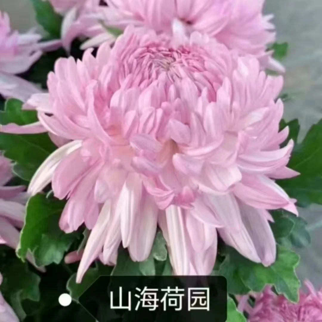山海荷园【带花苞发货】日常盆栽千头菊花糖果甜心菊花卉