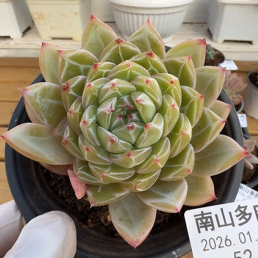 雪花珍妮111102-52