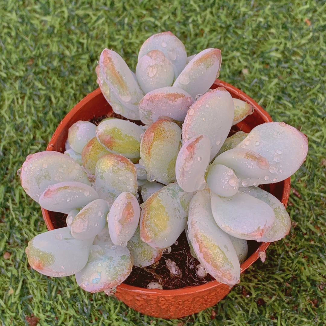 雪美人群生精品多肉植物盆栽阳台花卉好养一单包邮