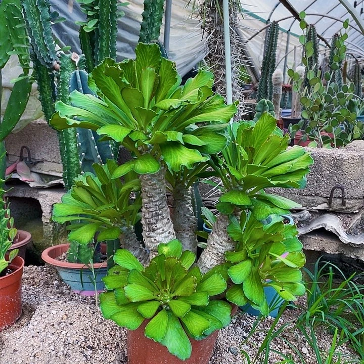 完全开放绿宝石扇贝麒麟裸根发货40cm