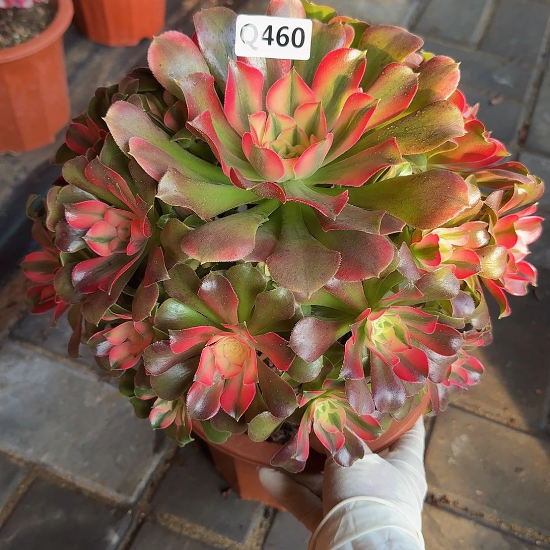 460香妃44冠服25.6左右