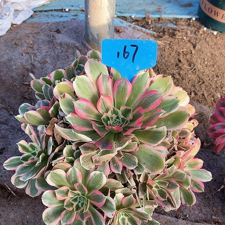 167 一颗男神法师多肉