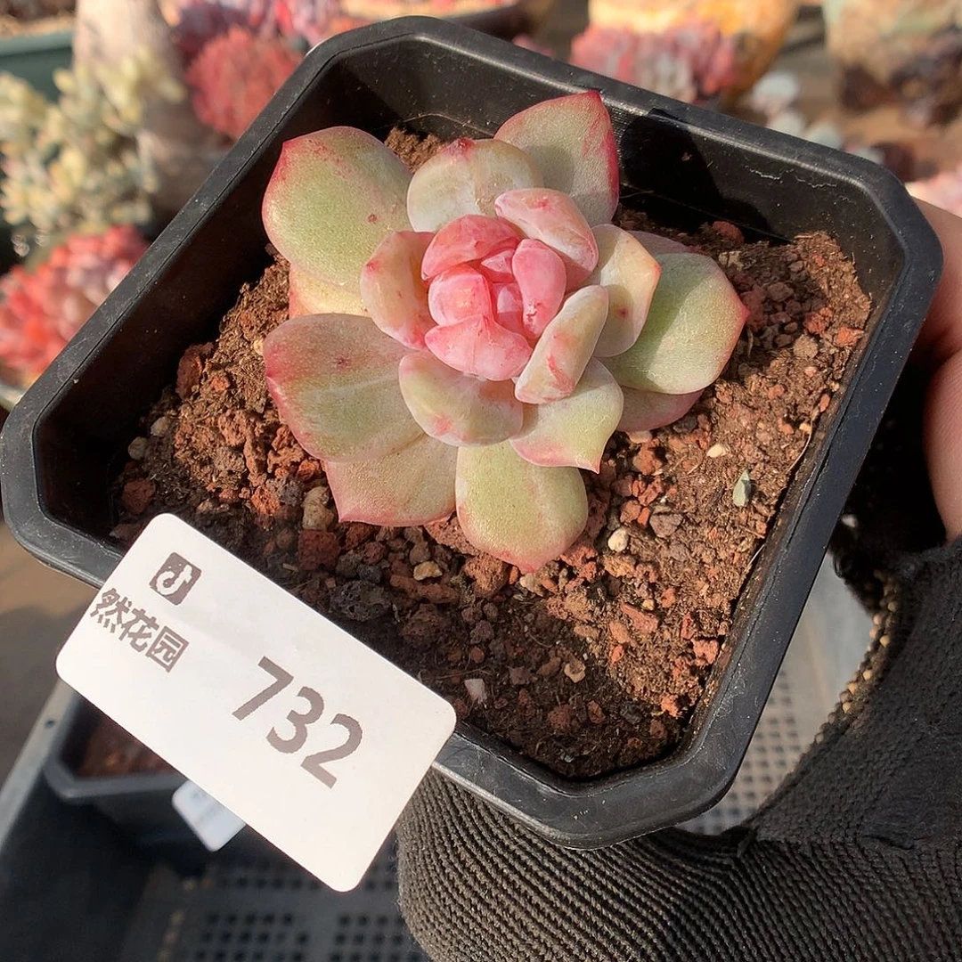 732星影石化多肉植物6666