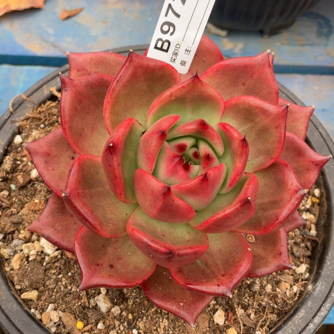 无花朵若如东云单拍B972