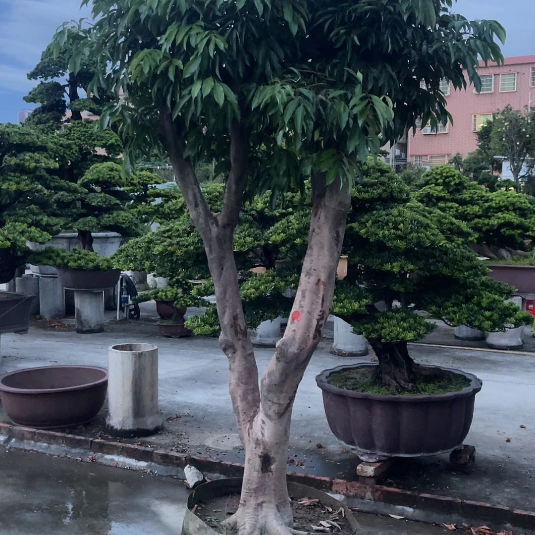 天***年完全开放果树果树111111