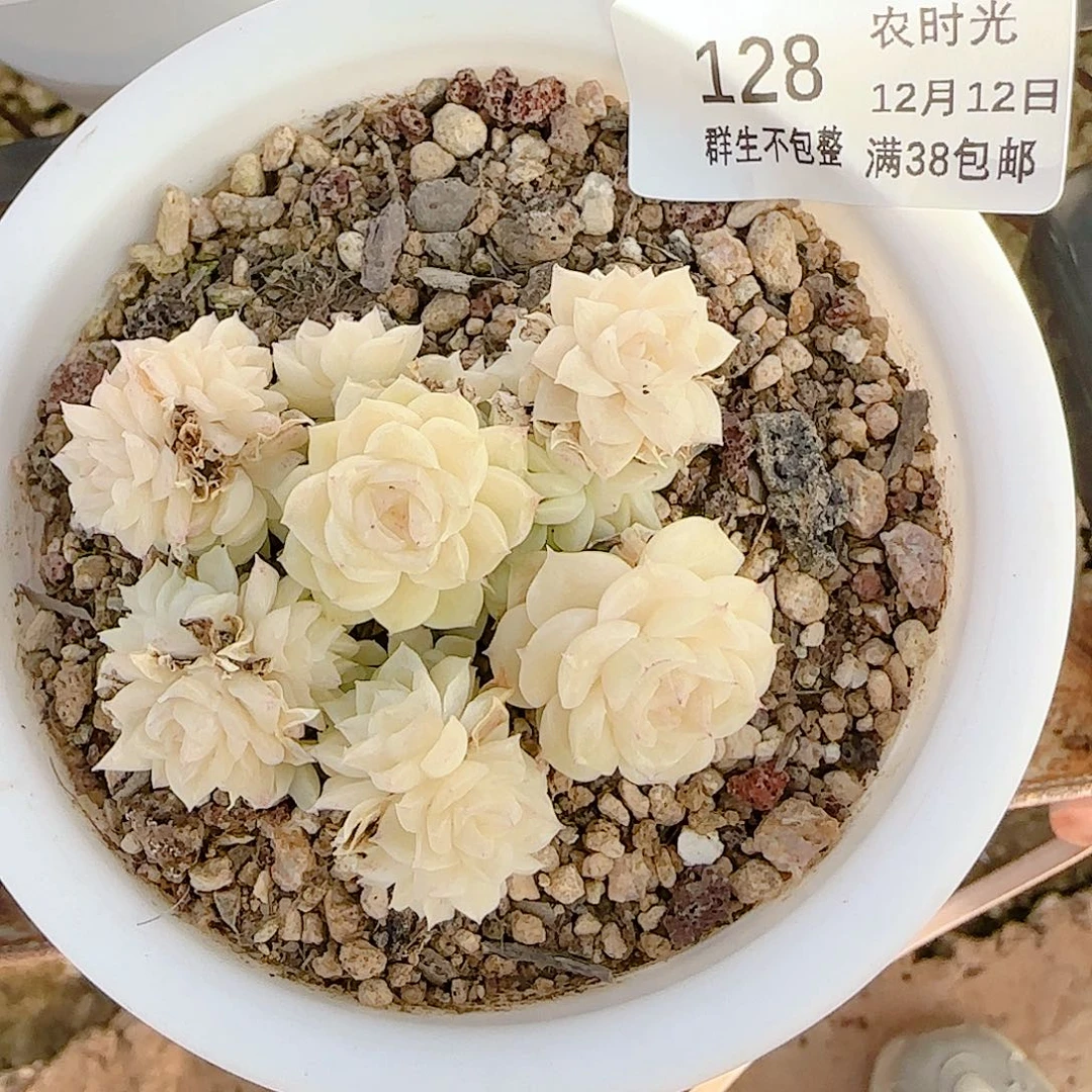 夏***甜1212-128（fm-72）专拍多肉