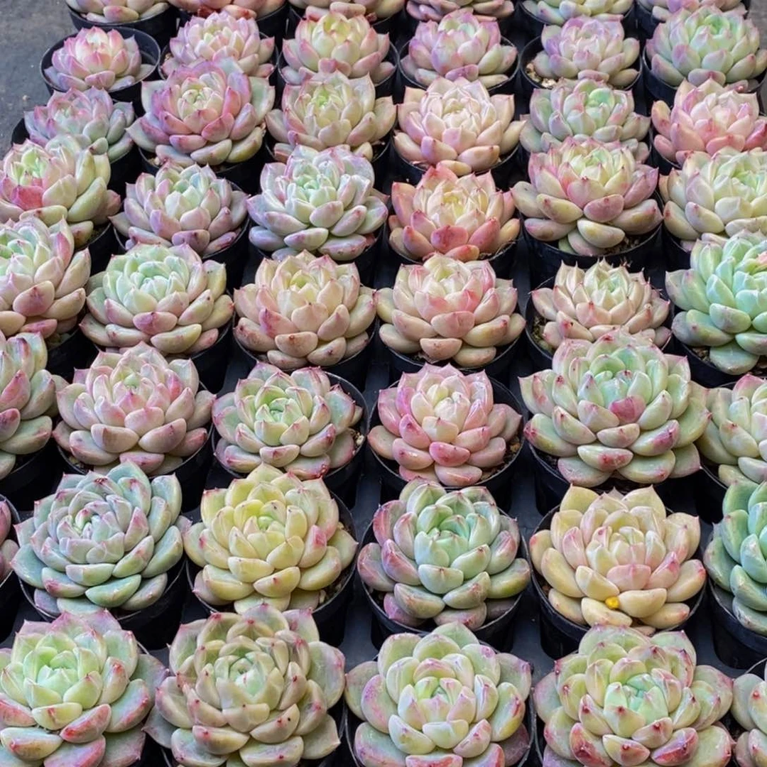 师****~126多肉植物保护研究所所长