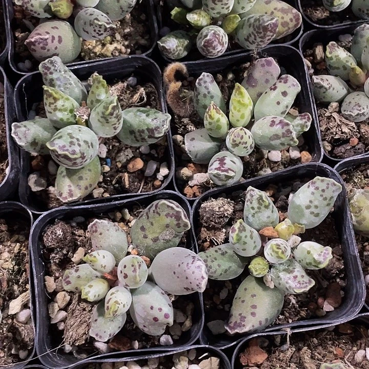 6.5方海豹带盆土发