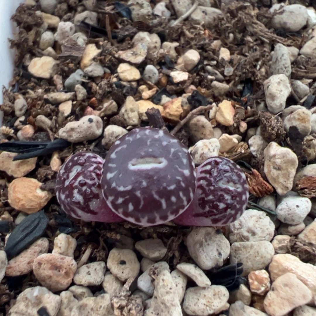 粗纹流水墨多肉植物