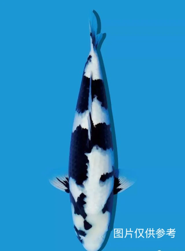 观赏鱼锦鲤包邮包损到家