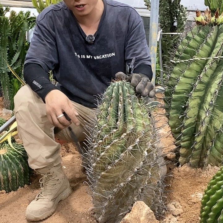一物一拍。不售后 螺旋长勾刺巨鹫玉