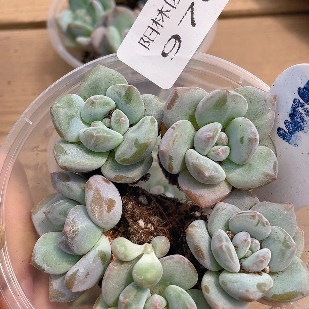 量拍多肉植物多肉植物970