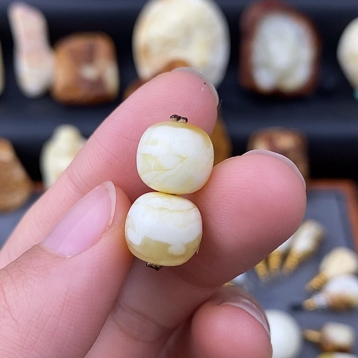 琥珀未镶嵌裸石11对珠c625