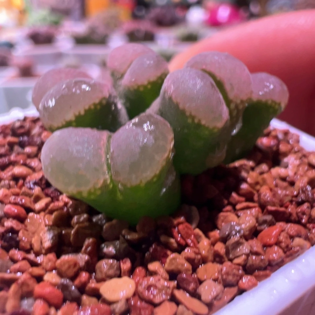 0534，墨绿粉，肉锥植物