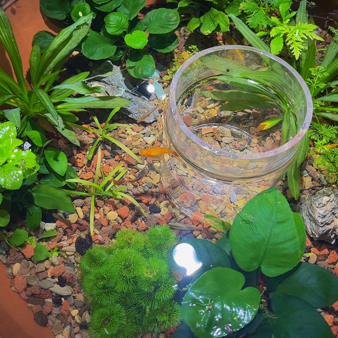 朱***姐塑料水草套餐五种水草