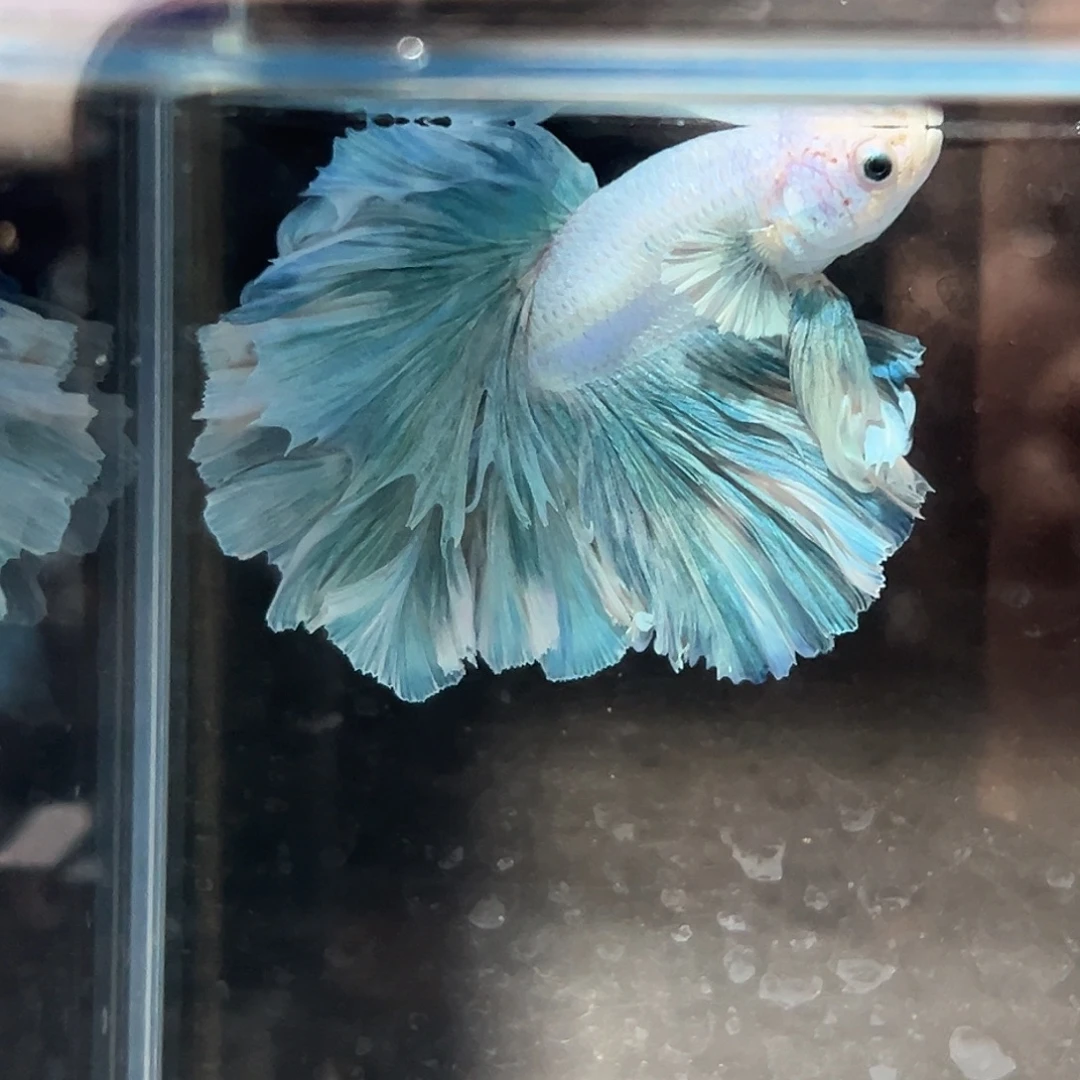 斗鱼45号：清货价蓝绿色花瓣