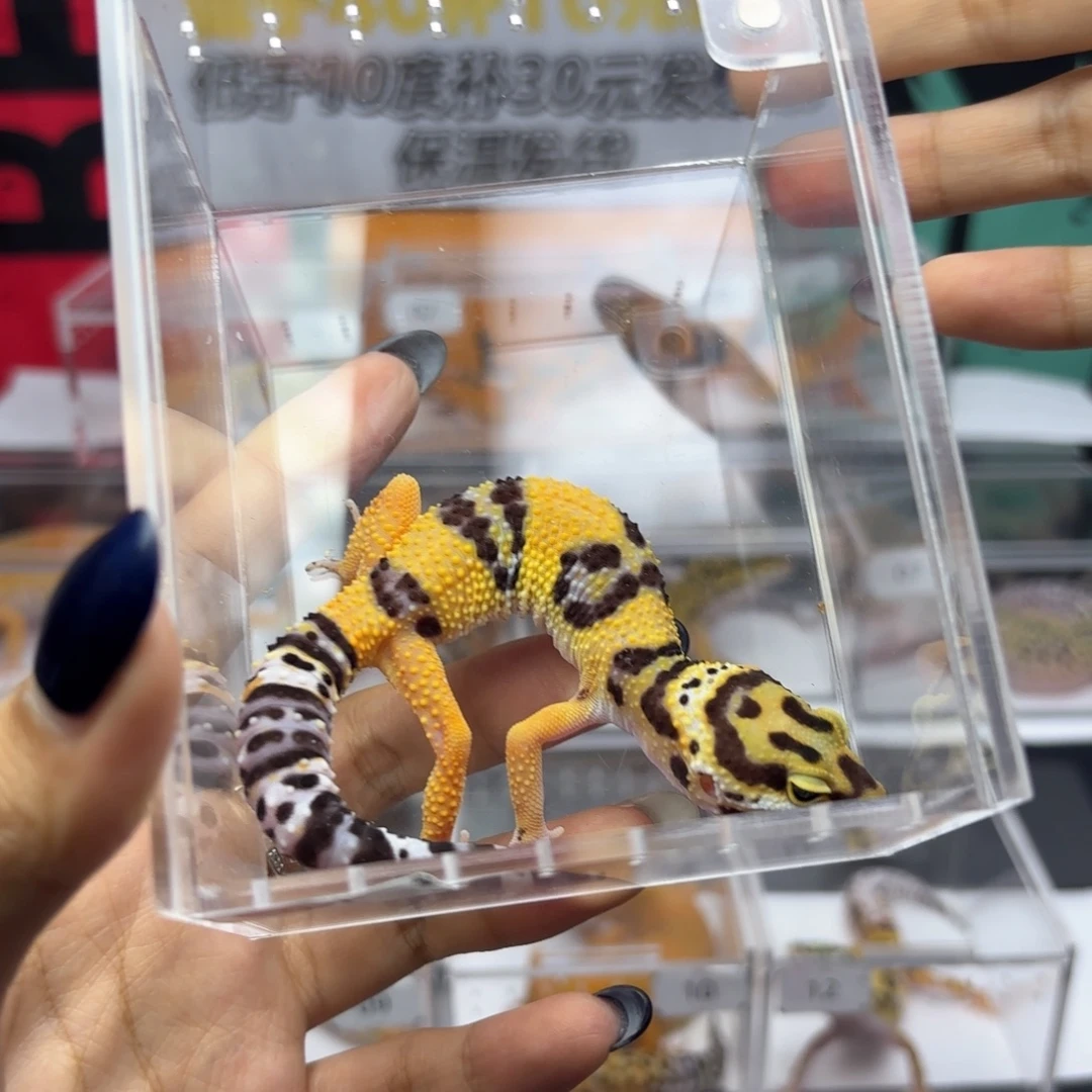 豹纹守宫设计者妹妹P95