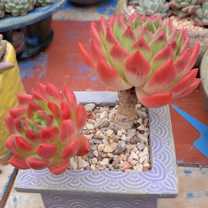 多肉苹果玛丽一物一拍