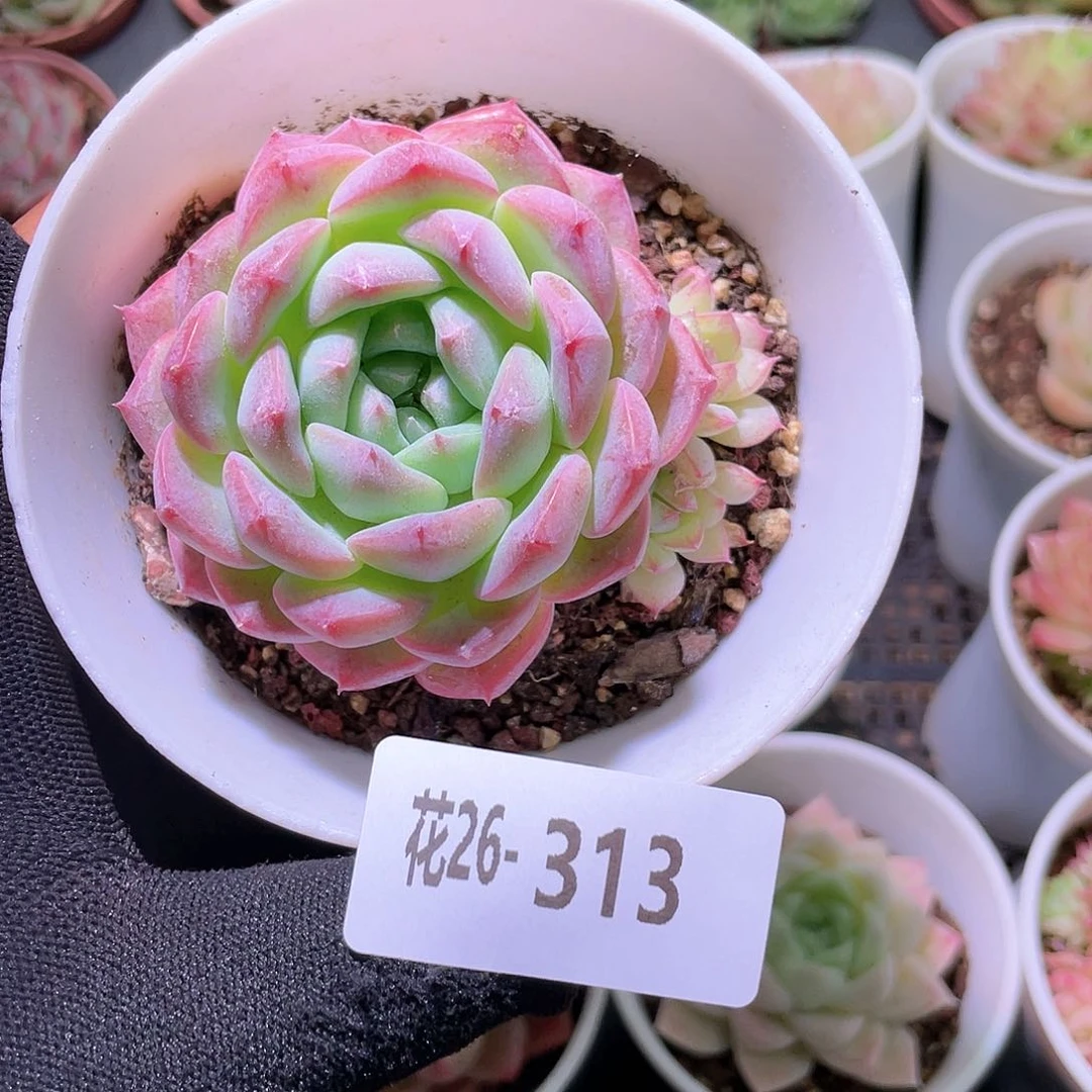 我***看花利美26-313白桃汽水