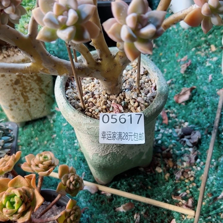 贩***光幸运的是我还没遇到过
